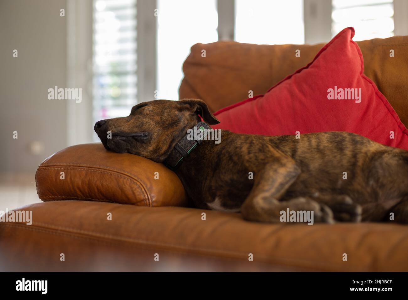 Hund schläft auf einer Ledercouch. Selektiver Fokus. Stockfoto