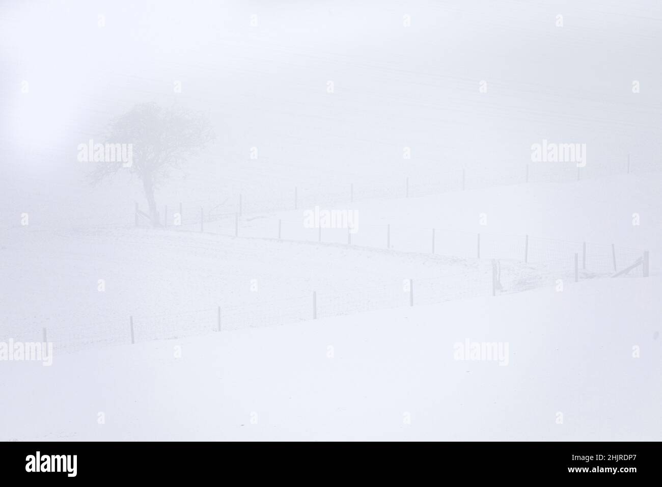 Baum, der aus dem Nebel erscheint Stockfoto