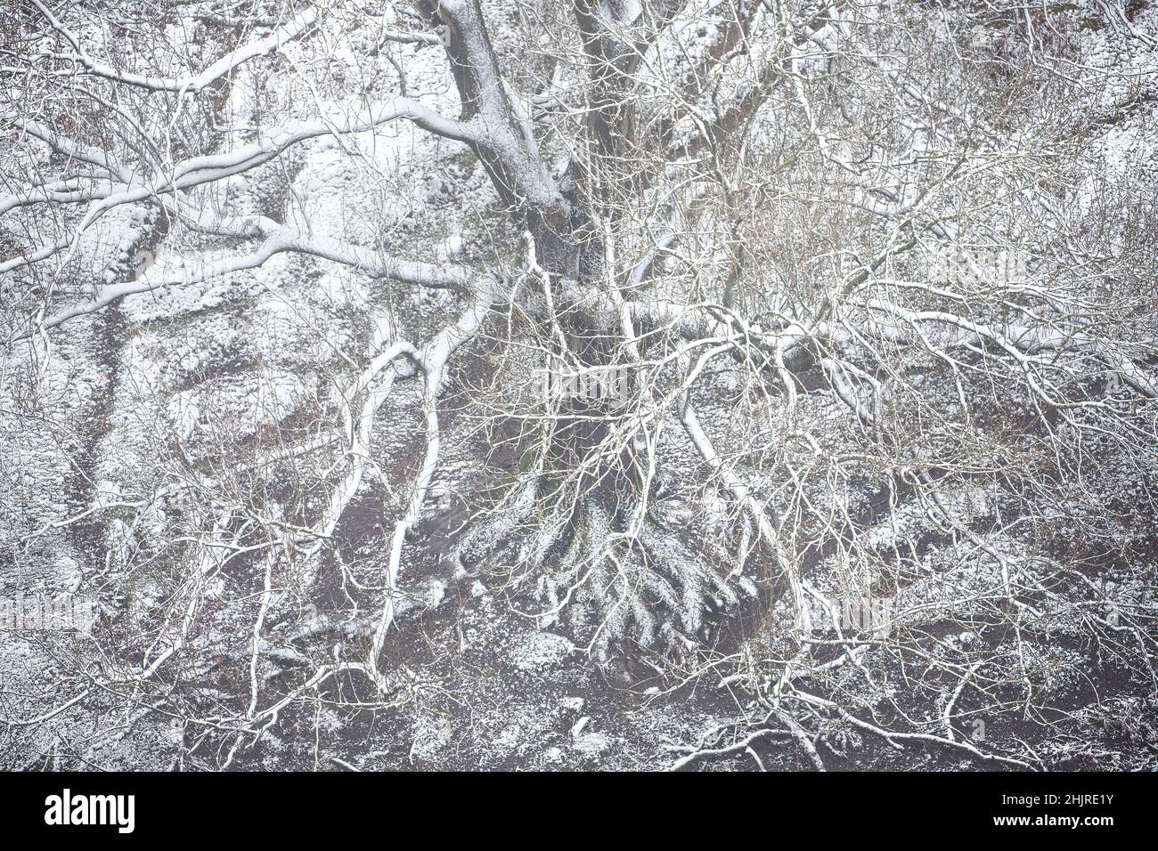 Blick auf einen schneebedeckten Baum Stockfoto