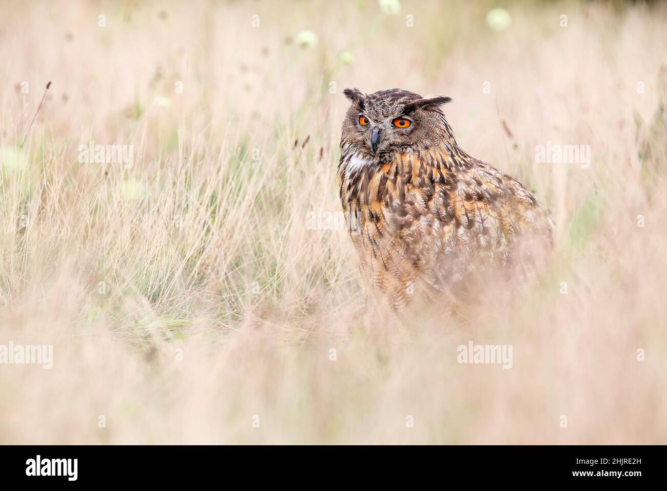 Eurasische Adlereule, die im Herbst auf trockenem Grasland sitzt