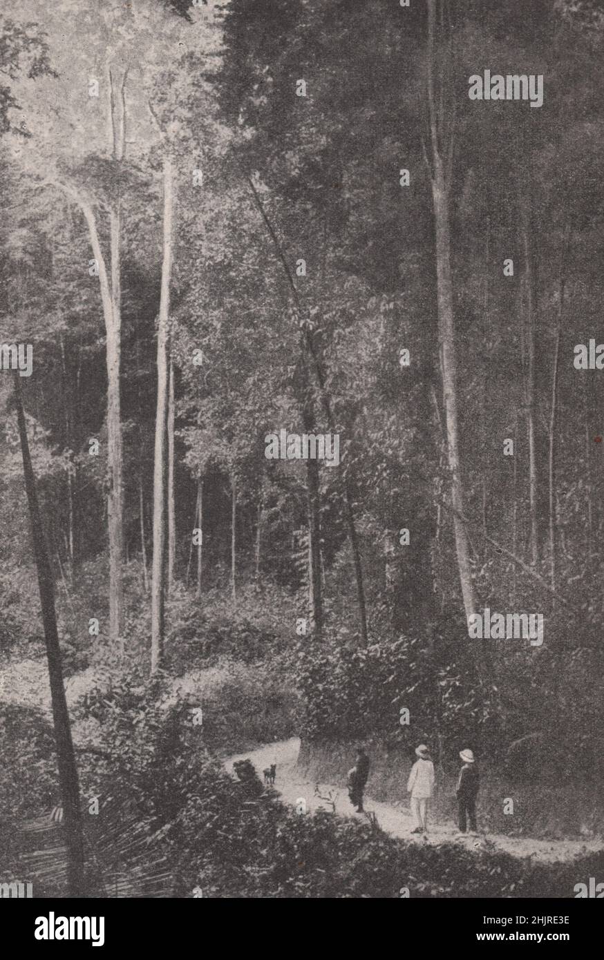 Weg durch die Wälder des Hochlandes von Malaya. Malaysia (1923) Stockfoto