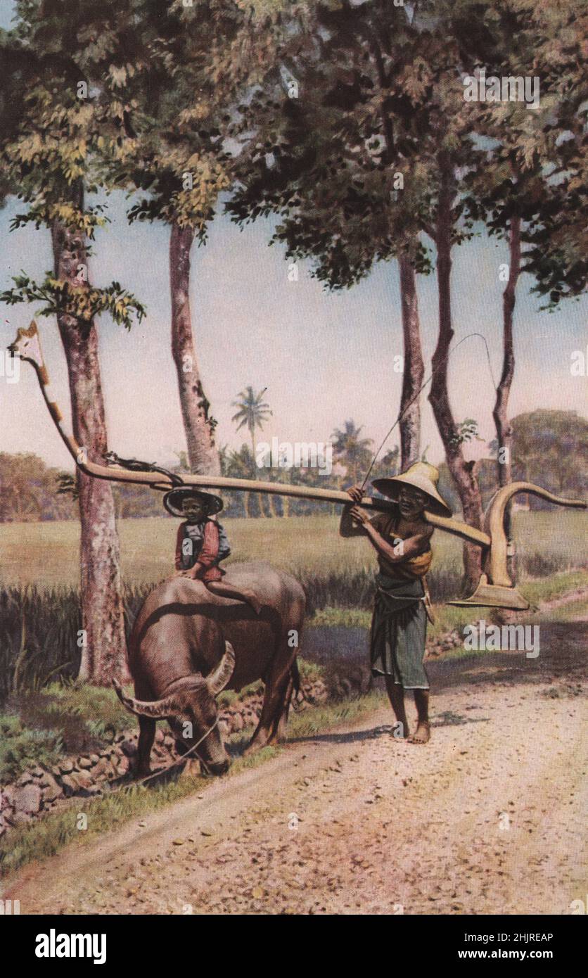 Hier ist eines der frühesten Geräte, die der Mensch in Java verwendet, sie malen und schnitzen ihre Pflüge wie Spielzeug. Indonesien. Malaiischer Archipel (1923) Stockfoto
