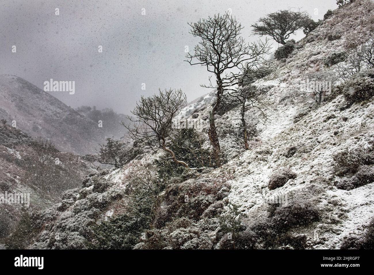 Ashes Hollow, Long Mynd, Shropshire, Großbritannien Stockfoto