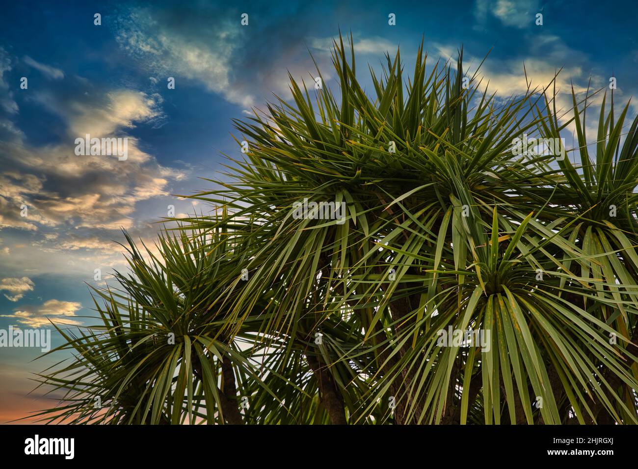 yucca-Palme vor einem romantischen bewölkten Himmel Stockfoto