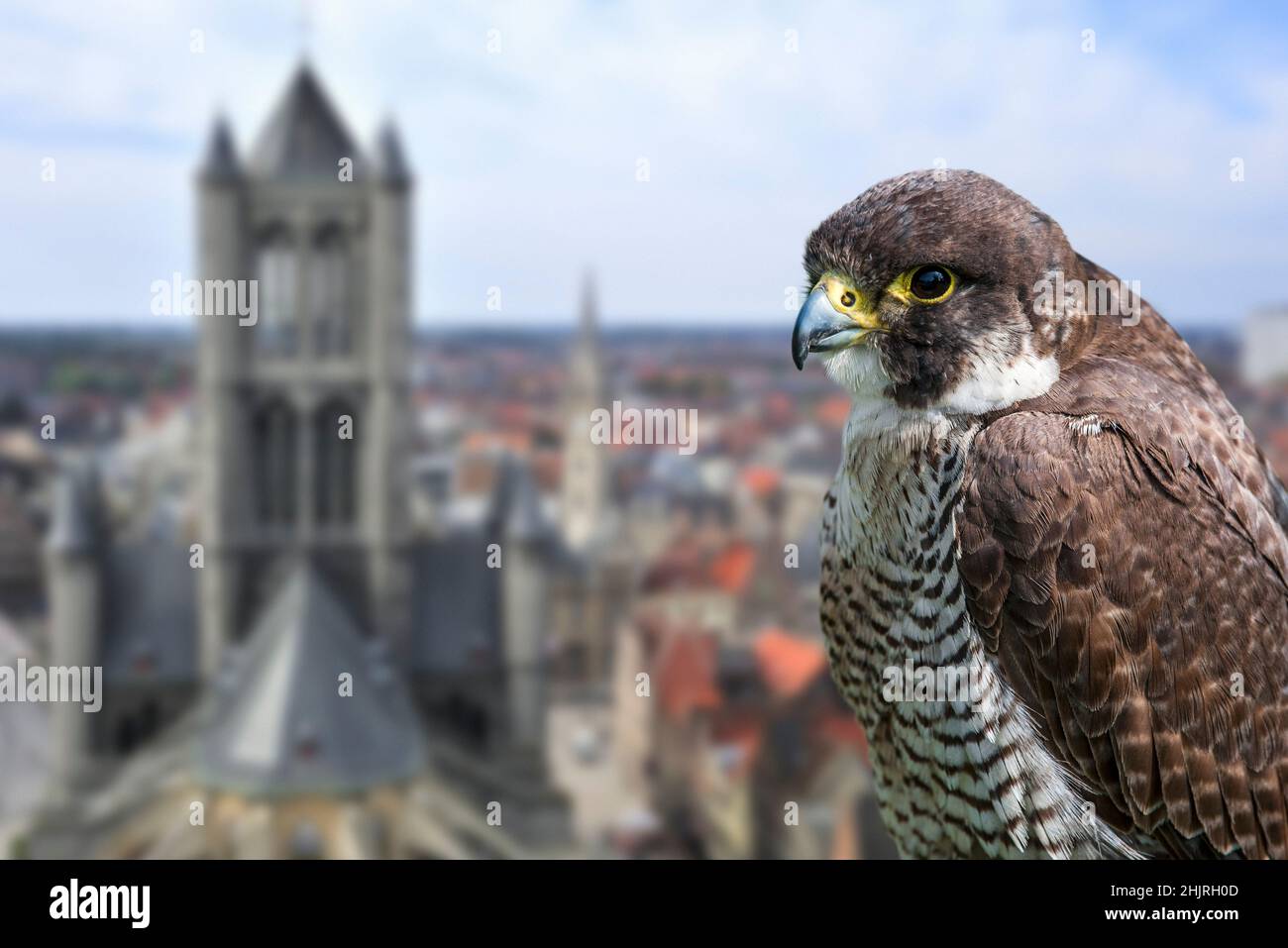 Wanderfalke (Falco peregrinus) Nahaufnahme eines weiblichen Mädchens, das auf einem Kirchturm in der europäischen Stadt thront Stockfoto