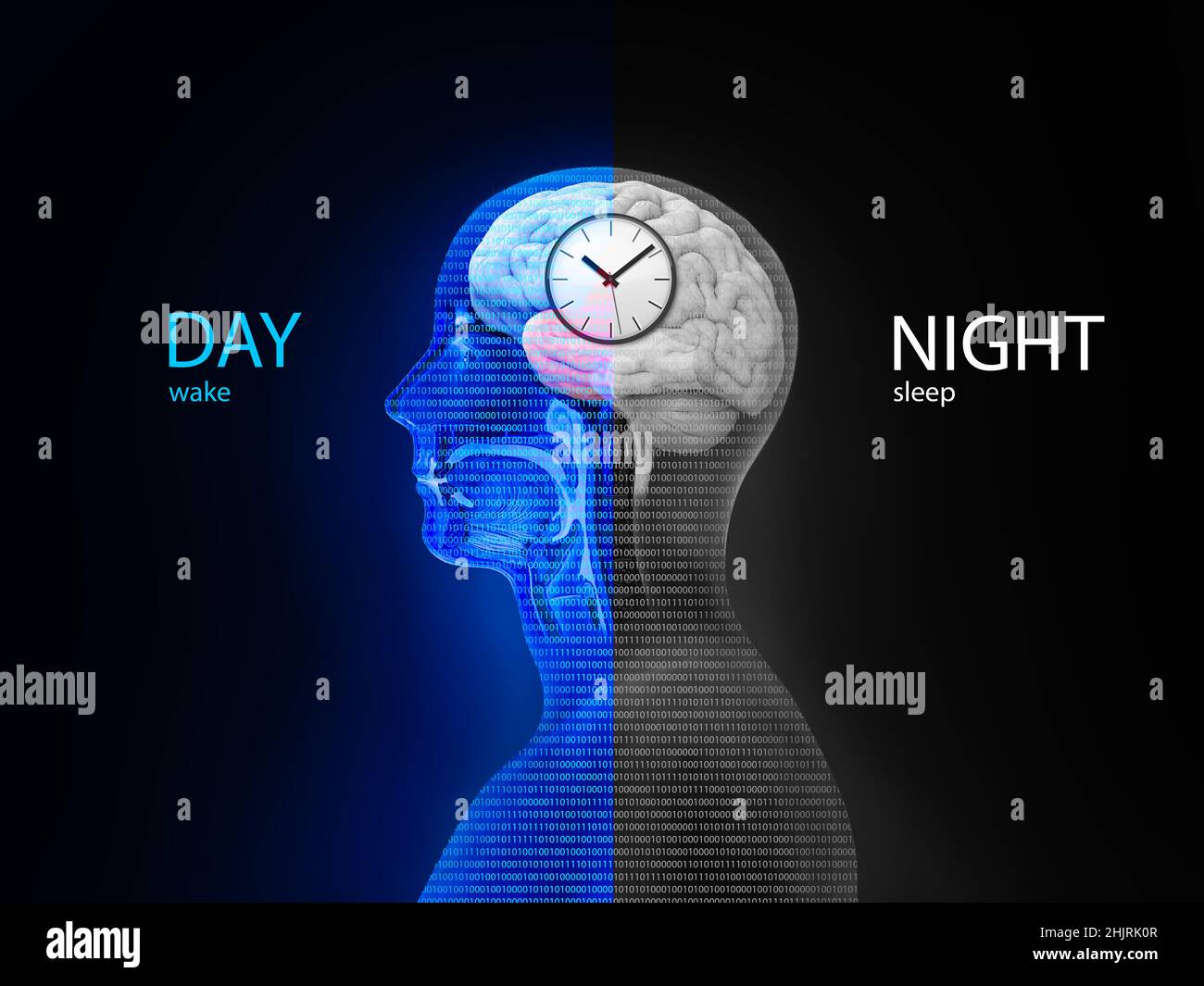 Der zirkadiane Rhythmus und Schlaf-wach-Zyklus: Wie die Exposition gegenüber Sonnenlicht Melatonin-Sekretion in den menschlichen Gehirn- und Körperprozessen reguliert, 3D Render Stockfoto