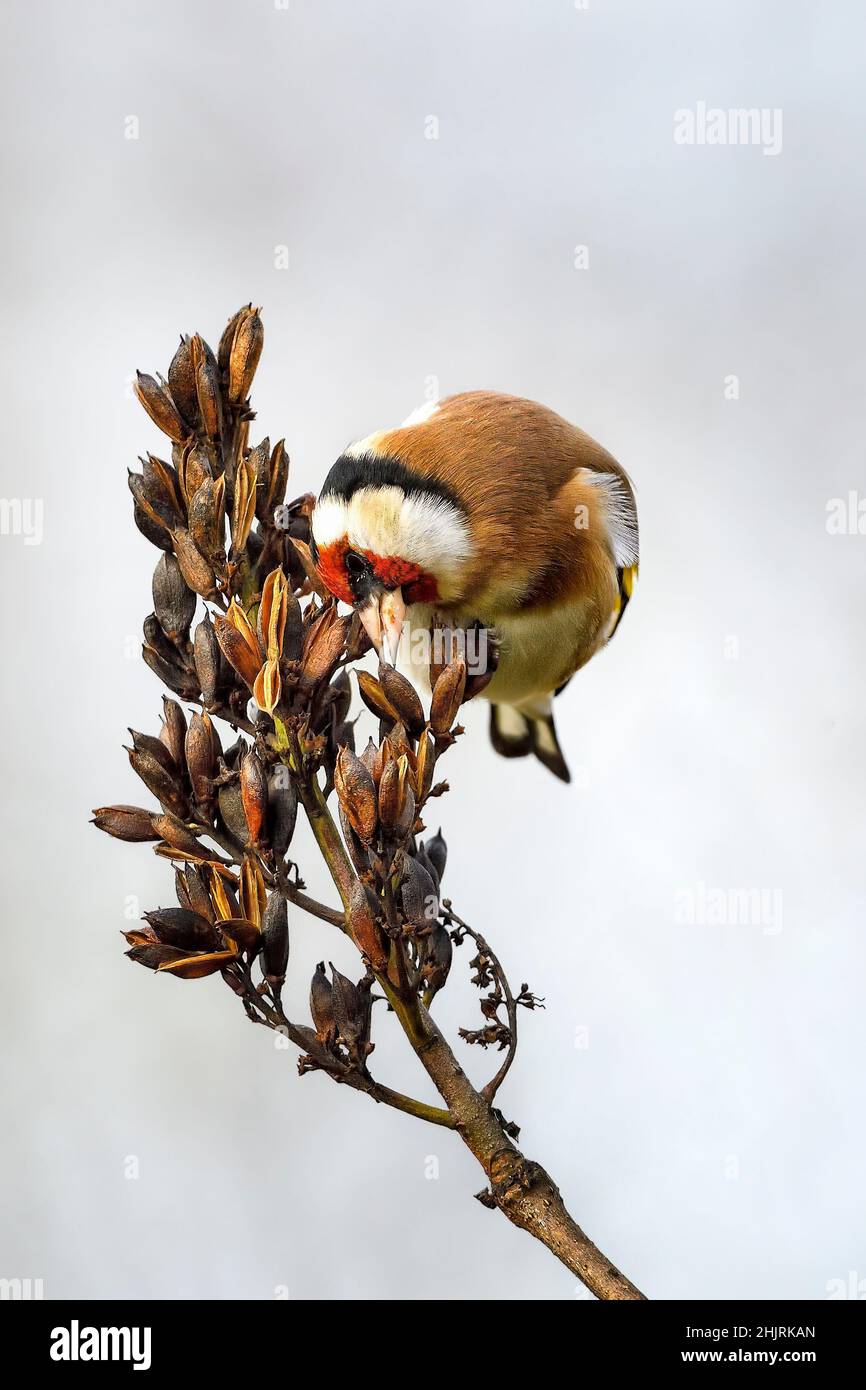 Goldfinch auf der Suche nach Nahrung im Winter Stockfoto