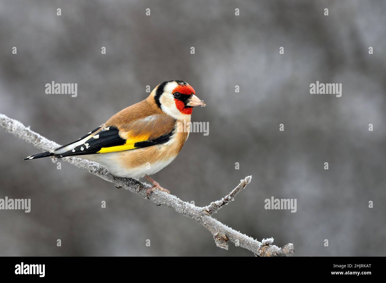 Goldfinch an einem dunklen Wintertag Stockfoto
