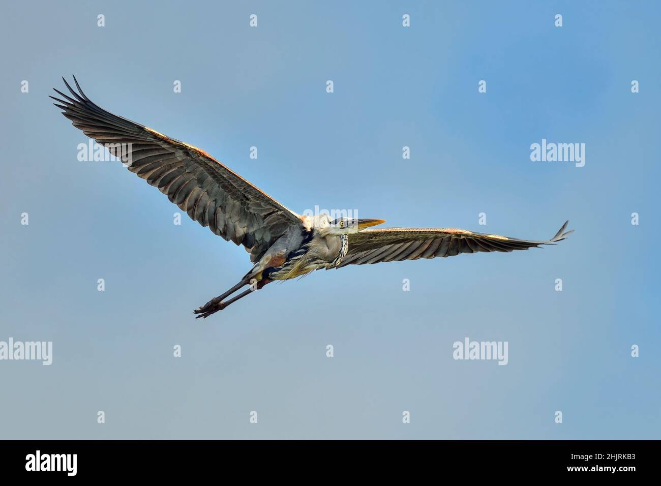 Great Blue heron Stockfoto