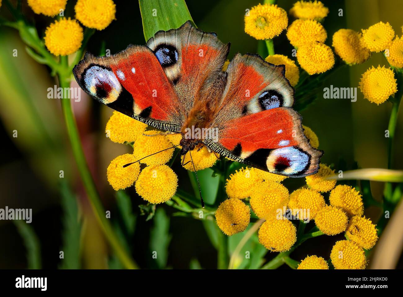 Europäische Pfau Stockfoto