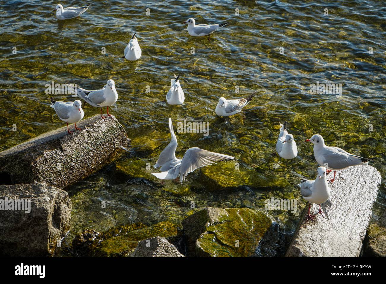 Eine Gruppe von Möwen an einem See. Einer fliegt, vier sitzen auf Steinen und fünf liegen im Wasser. Stockfoto