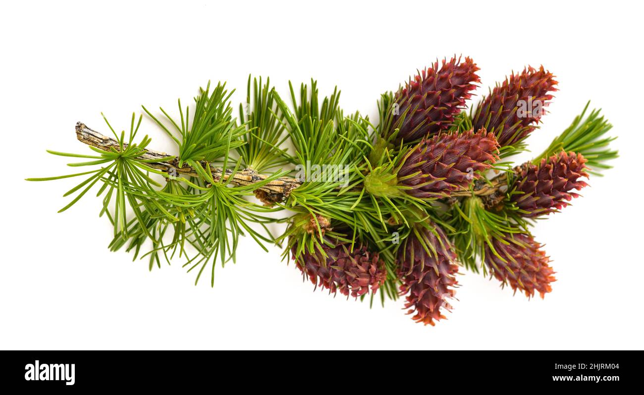 Lärchenzweig mit Zapfen isoliert auf weiß Stockfoto