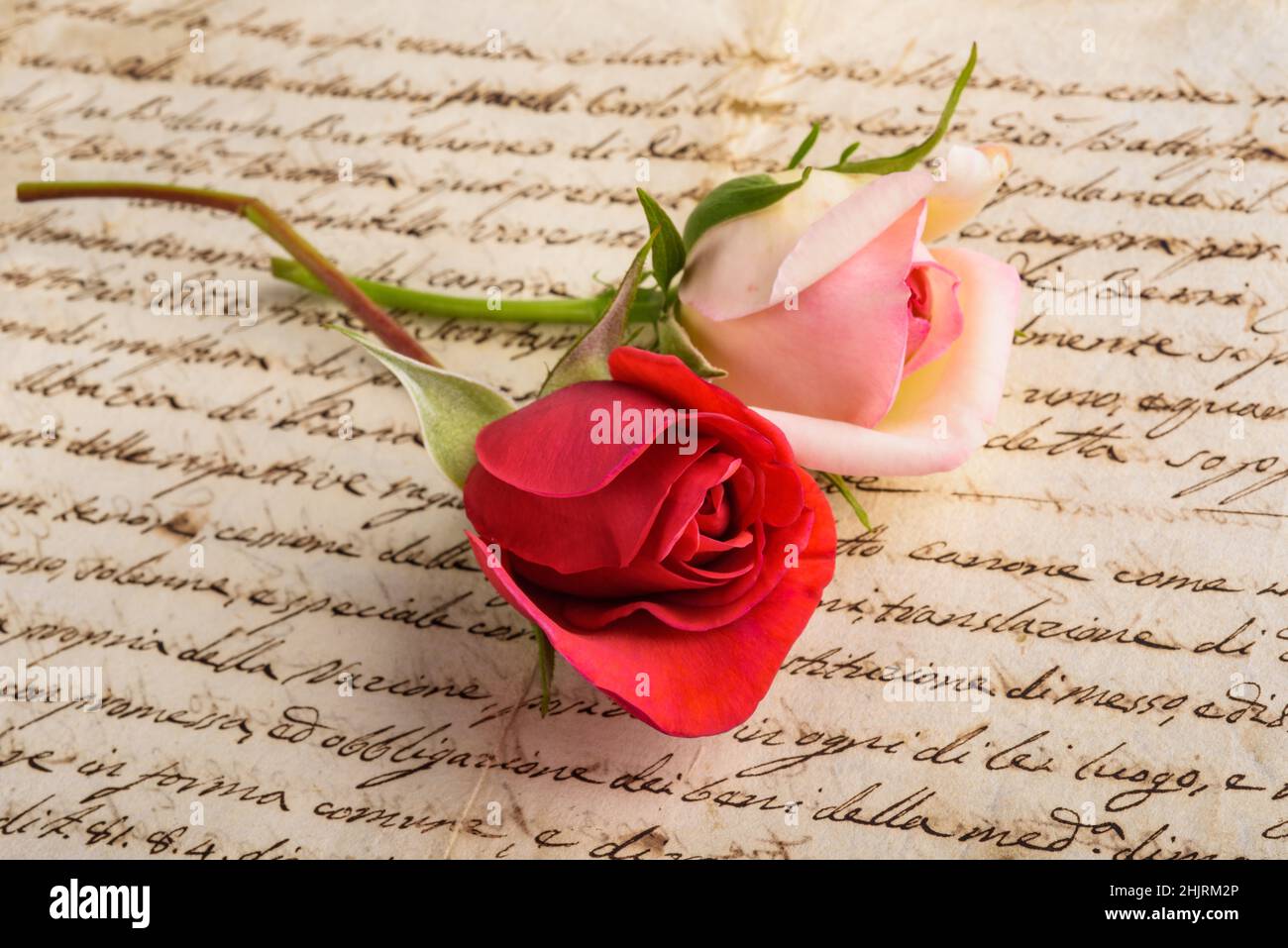 Rote und rosafarbene Rose auf alter Handschrift Stockfoto