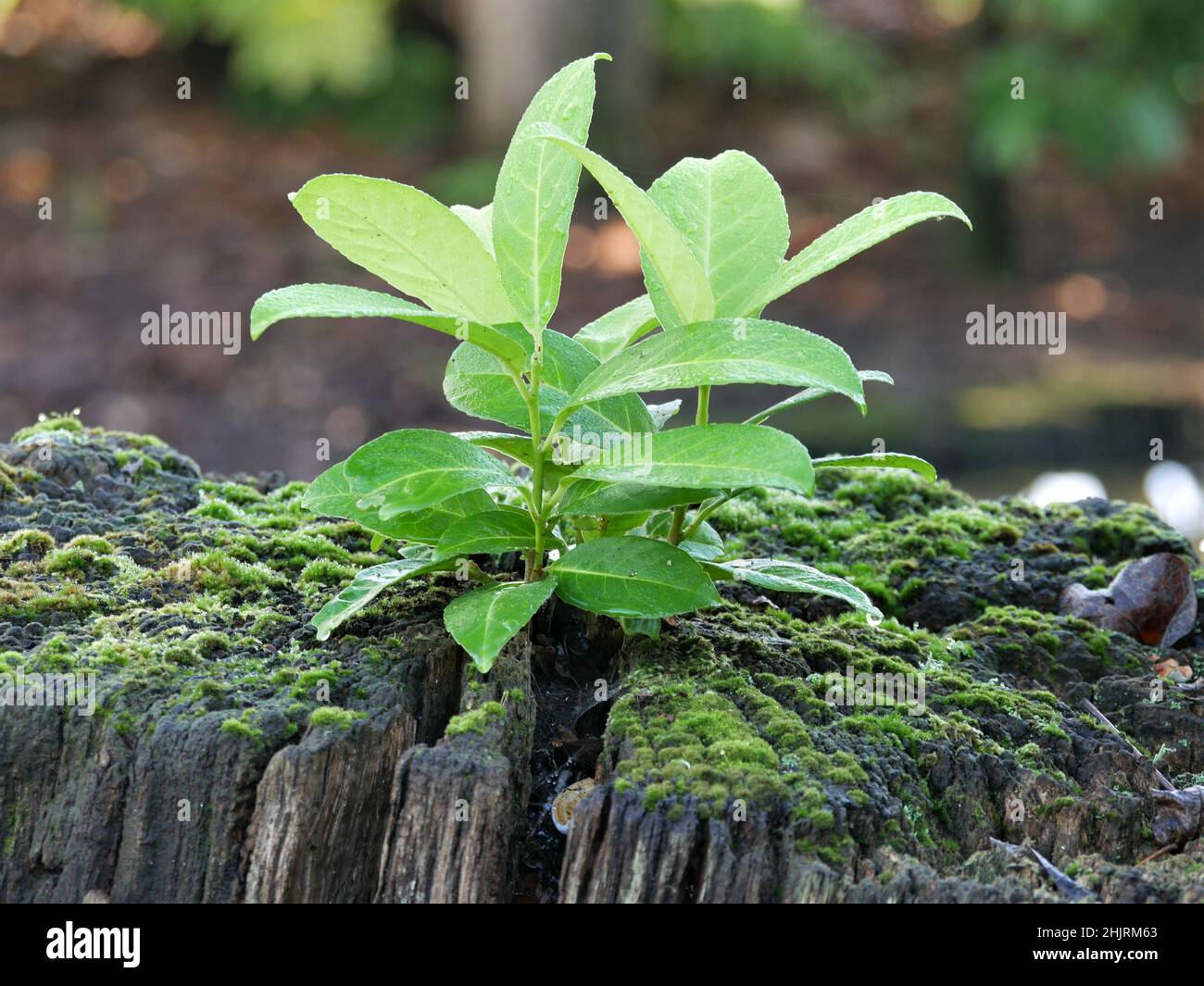 Neues Wachstum von einem alten Baumstumpf Stockfoto