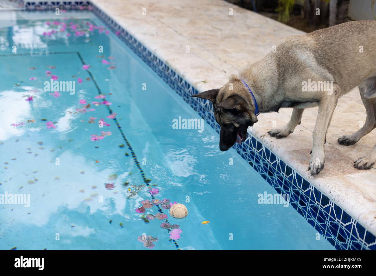 Der Hund will in das Schwimmbad springen, um einen Ball zu fangen. Stockfoto