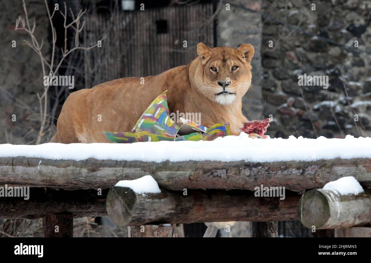 KIEW, UKRAINE - 28. JANUAR 2022 - Eine Löwin des Stolzes, der 13 Jahre alt ist, lebt im Kiewer Zoo, Kiew, der Hauptstadt der Ukraine. Stockfoto