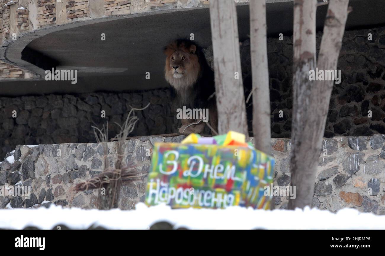 KIEW, UKRAINE - 28. JANUAR 2022 - Ein Löwe des Stolzes, der 13 Jahre alt ist, lebt im Kiewer Zoo, Kiew, der Hauptstadt der Ukraine. Stockfoto