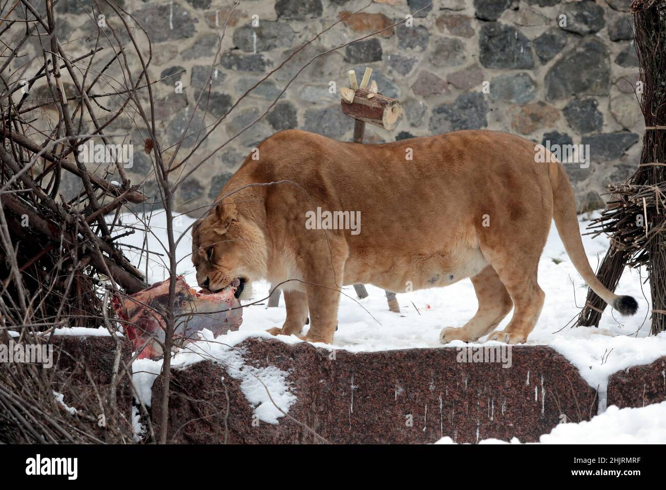 KIEW, UKRAINE - 28. JANUAR 2022 - Eine Löwin des Stolzes, der 13 Jahre alt ist, isst Fleisch im Kiewer Zoo, Kiew, der Hauptstadt der Ukraine. Stockfoto
