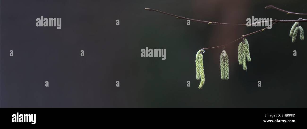 Haselnusszweig mit männlichen Blüten aus Haselnussbusch vor verschwommenem abstraktem Hintergrund mit viel Freiraum und Kopiebereich Stockfoto