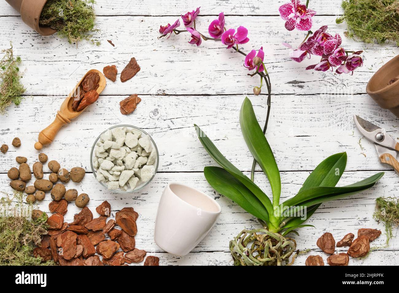 Phalaenopsis Orchideenblüten. Blumentöpfe, Kiefernrinde, Blähton, Moos und Schaufel zum Pflanzen von Orchideenblumen in Töpfe. Draufsicht, flach liegend. Stockfoto