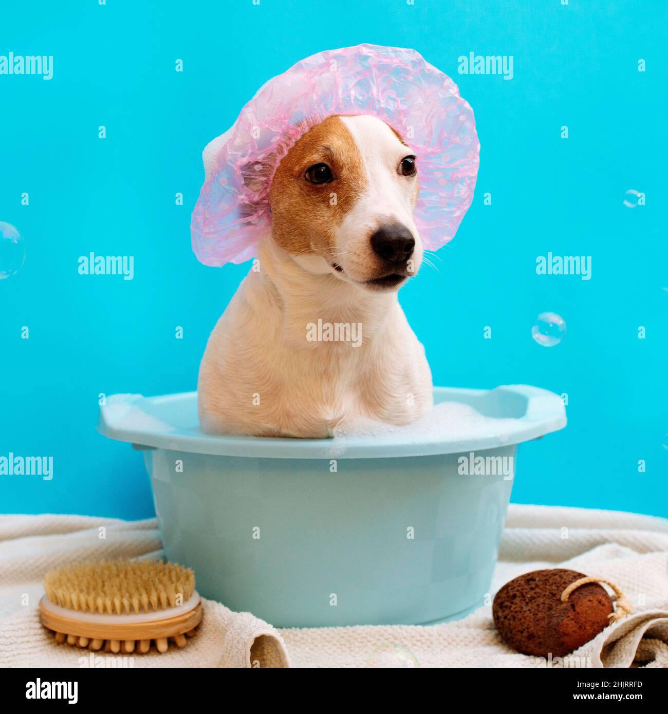 Badehund Jack Rusl . Haustier Schwimmen im Trog auf blauem Hintergrund um Fliegenseifenblasen Stockfoto