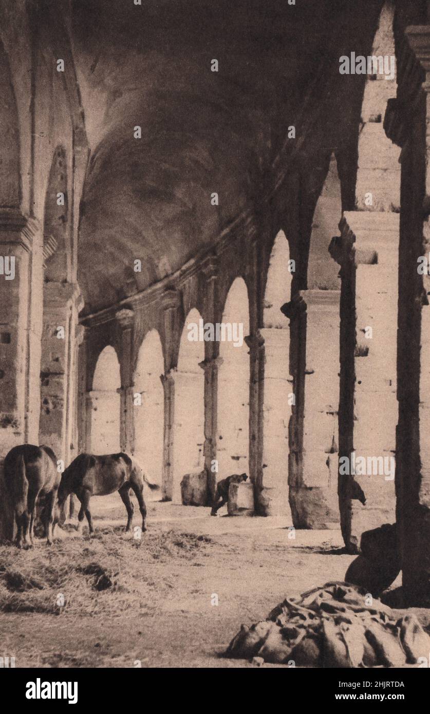 Im äußeren Korridor des Kolosseums, wo die frühen christlichen Märtyrer von wilden Tieren zerrissen wurden, sind jetzt Pferde verstabelt. Rom (1923) Stockfoto