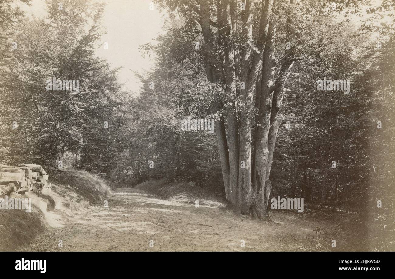 Antike Fotografie von 'dem Adlerhorst' im Wald von Fontainebleau, Frankreich, um 1890. QUELLE: ORIGINAL ALBUMIN FOTO Stockfoto