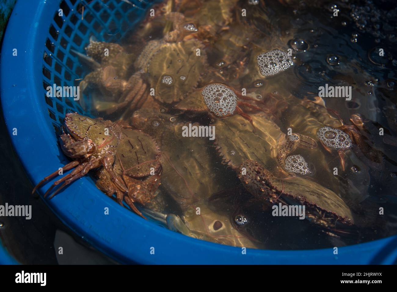 Rayong, Thailand. 31st Januar 2022. Krabben in einem Korb am Strand von Mae Ramphueng in Rayong.Ein Leck aus einer Unterwasser-Ölpipeline 20km (12,4 Meilen) vor Thailands Ostküste am Strand von Mae Ramphueng in der Provinz Rayong, Thailand, das aufgrund der gefährlichen Kontamination durch Ölverschmutzungen befürchtet wird, die lokale Fischerei- und Fischindustrie negativ zu beeinflussen. Kredit: SOPA Images Limited/Alamy Live Nachrichten Stockfoto