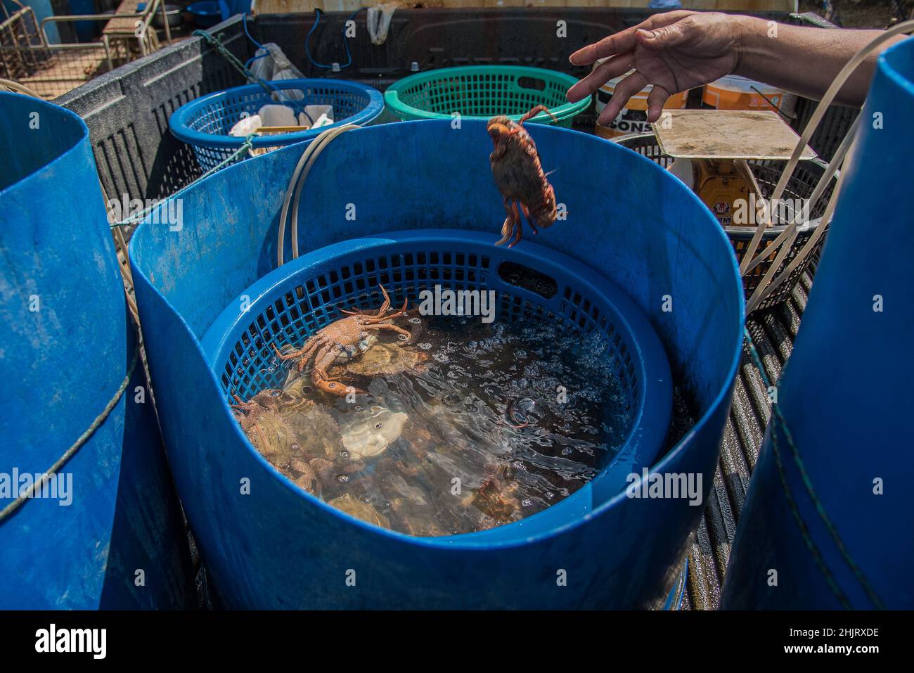 Rayong, Thailand. 31st Januar 2022. Lokale Fischer sahen, wie sie die Krabben am Strand von Mae Ramphueng in Rayong aussortiert hatten.Ein Leck aus einer Unterwasser-Ölpipeline 20km (12,4 Meilen) vor Thailands Ostküste am Strand von Mae Ramphueng in der Provinz Rayong, Thailand, das aufgrund der gefährlichen Kontamination durch Ölverschmutzungen befürchtet wird, die lokale Fischerei- und Fischindustrie negativ zu beeinflussen. (Foto von Peerapon Boonyakiat/SOPA Images/Sipa USA) Quelle: SIPA USA/Alamy Live News Stockfoto