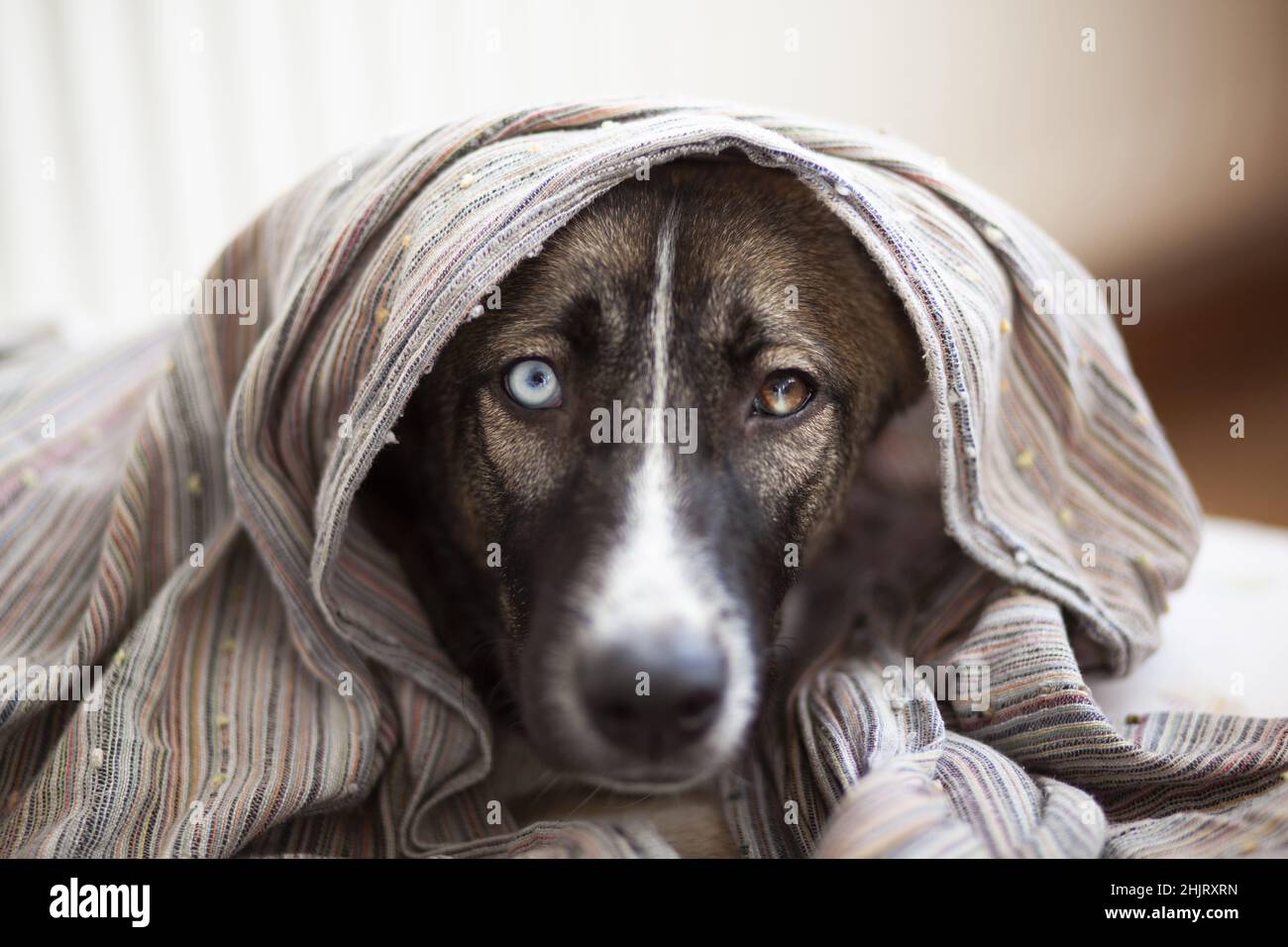 Hund in Handtuch in Badewanne gewickelt, selektiver Fokus, Nahaufnahme Stockfoto
