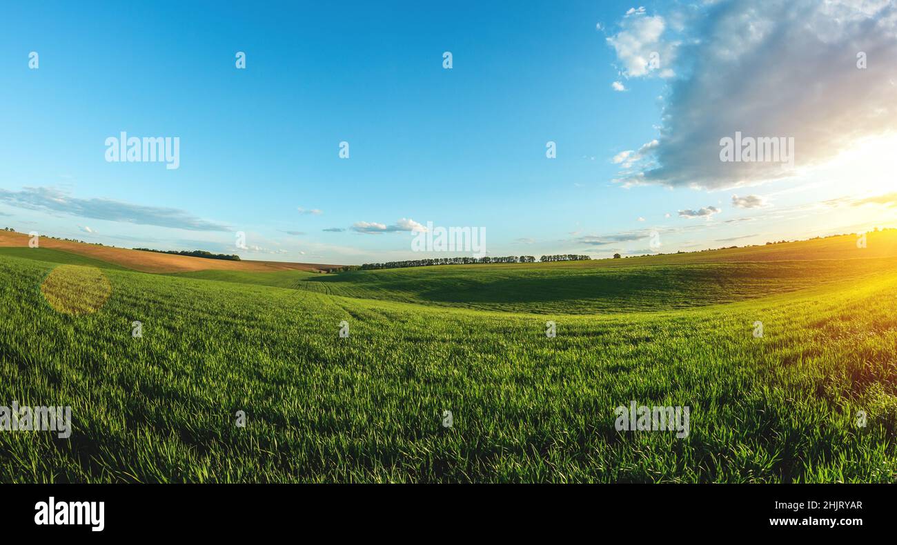 Grünes landwirtschaftliches Feld von gekeimtem jungen Weizen auf privaten landwirtschaftlichen Flächen Stockfoto