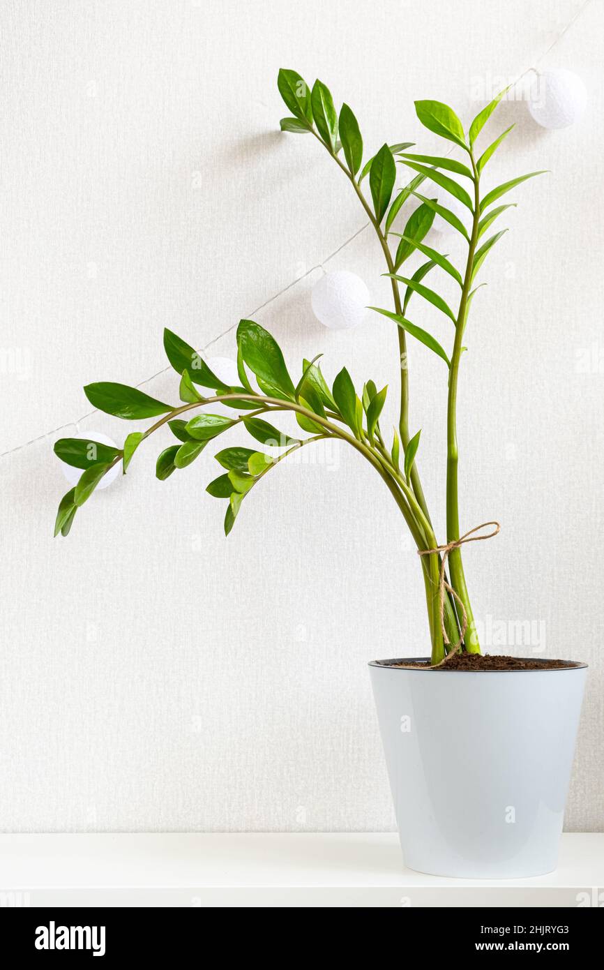 Trendige grüne Zimmerpflanze Zamioculcas in weißem Kunststofftopf auf weißem Hintergrund. Zamioculcas zamiifolia. Home Pflanzenpflege Konzept, Gartenarbeit. Minimalistisch Stockfoto