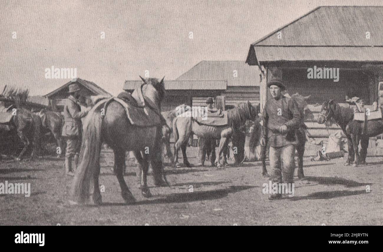Gehegtes, sicheres Ross des sibirischen Kolonisten. Russland (1923) Stockfoto