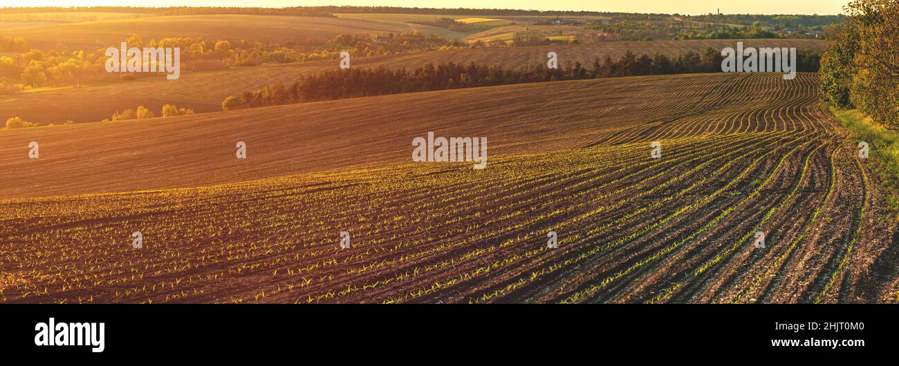Fruchtbare landwirtschaftliche Felder für die Aussaat und den Anbau von Kulturpflanzen Stockfoto