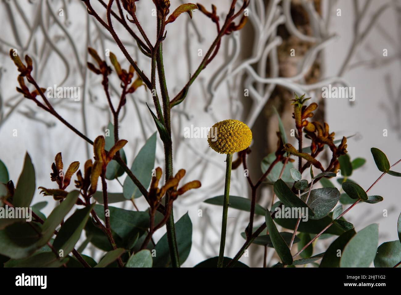 Blumenstrauß mit Craspedia und Kängurupfote Stockfoto