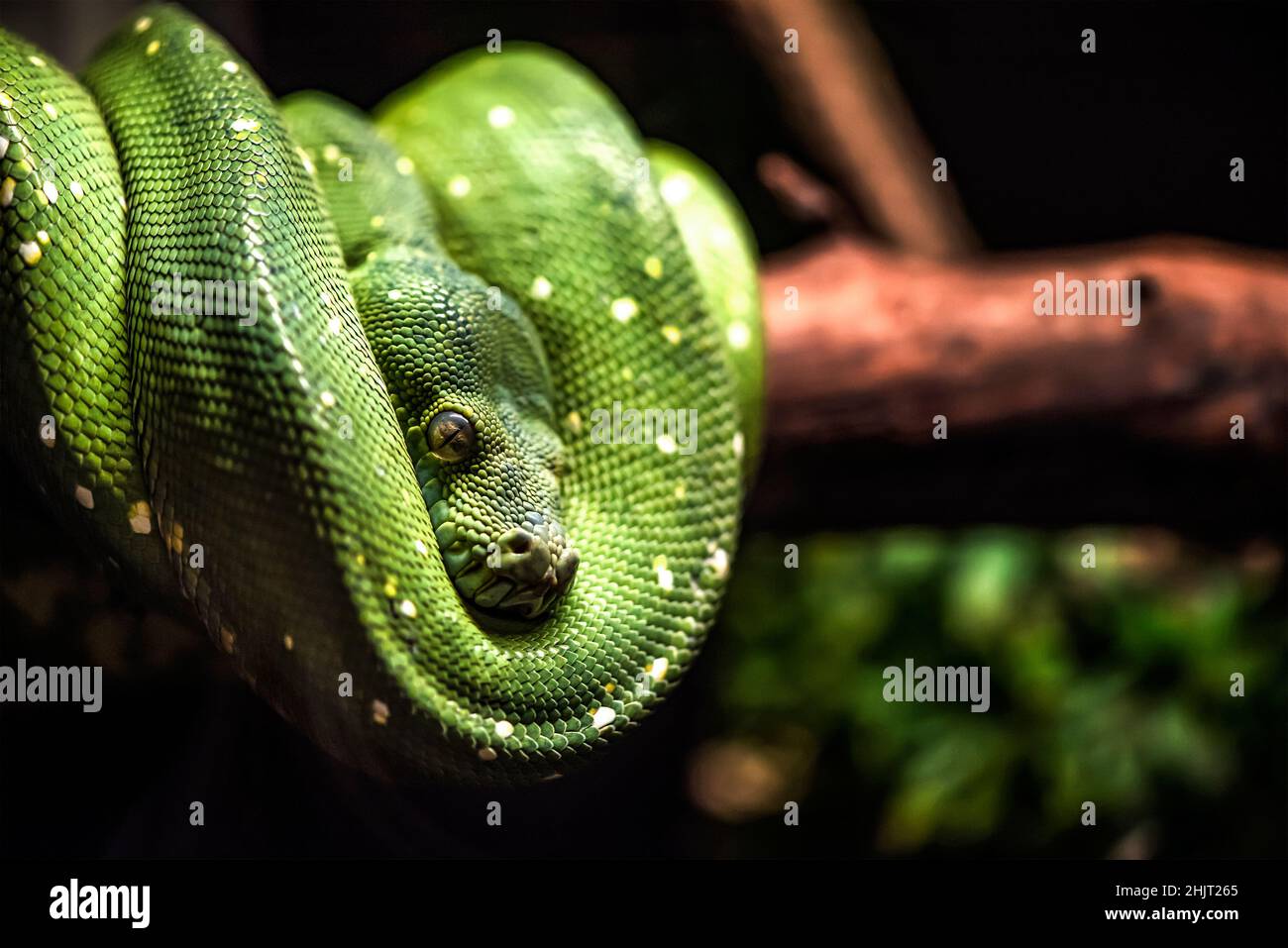 Grüne Pythonschlange auf einem Ast mit grünen Blättern. An einem Ast eines alten Baumes hängt eine grüne Python. Stockfoto