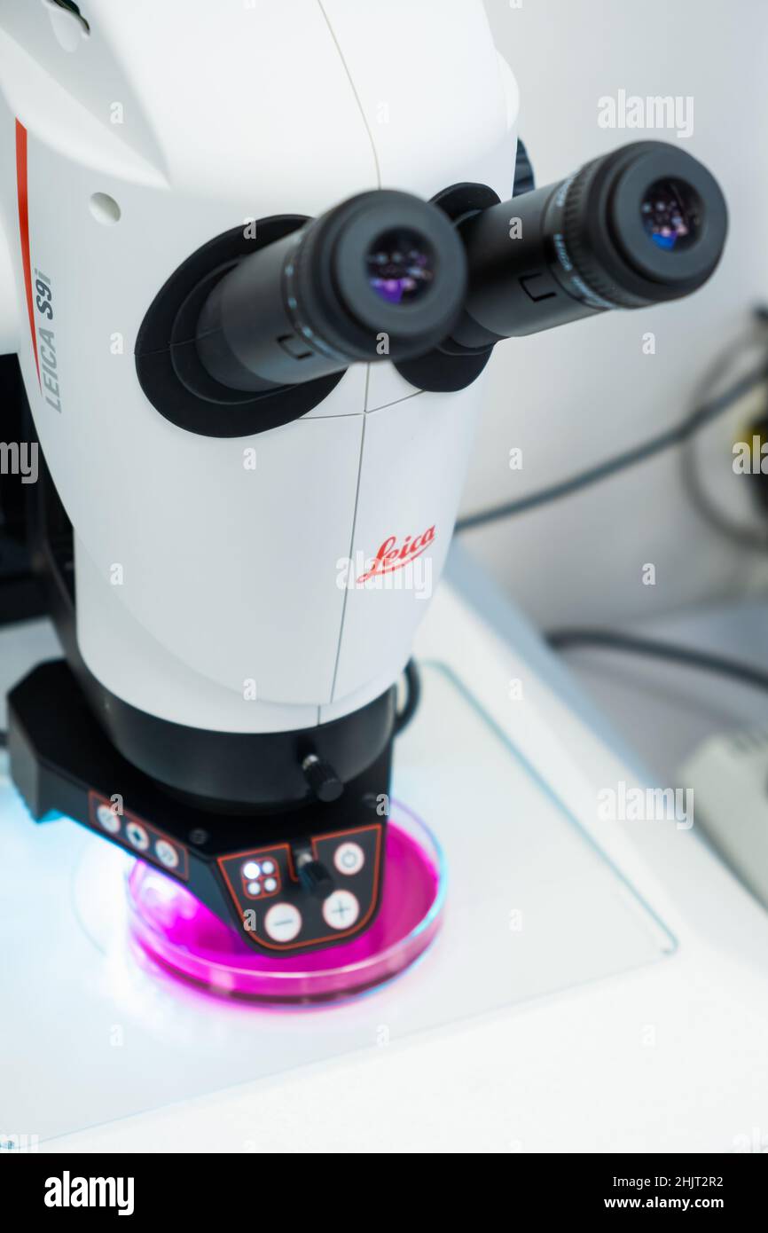 Leica Mikroskop für die DNA-Analyse oder kleine Objekte und Zellen. Mikrobiologische oder klinische Analyse onkologischer Zellen in Petrischalen. Januar 2022, Prag, Tschechische Republik. Stockfoto