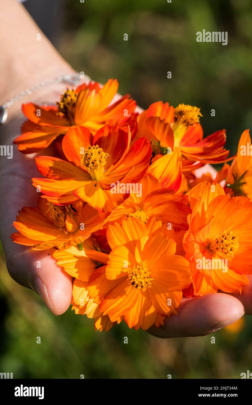Ernte von Schwefel-Kosmos für natürliche Farbstoffe Stockfoto