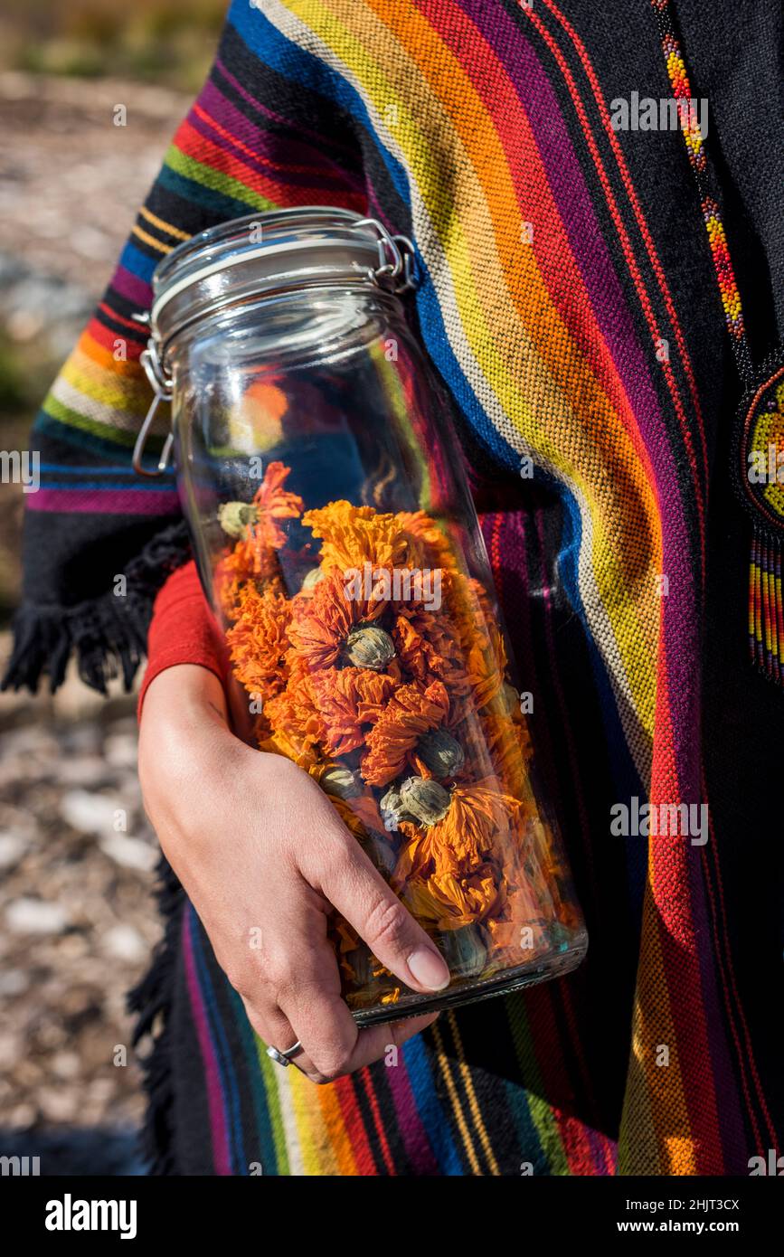 Frau mit einem Glas mexikanischer oder aztekischer Ringelblumen (Cempazuchitl), Tagetes erecta Stockfoto
