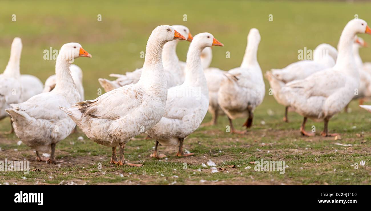Vielen weißen Mast Gänse auf der Wiese Stockfoto