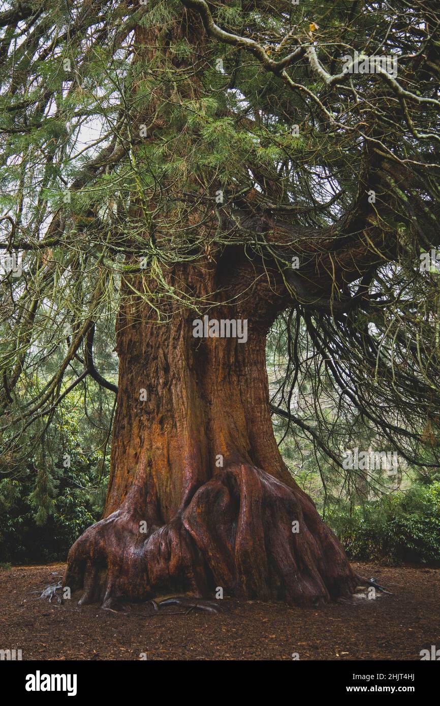 Kanadischer Redwood-Baum im Wald Stockfoto