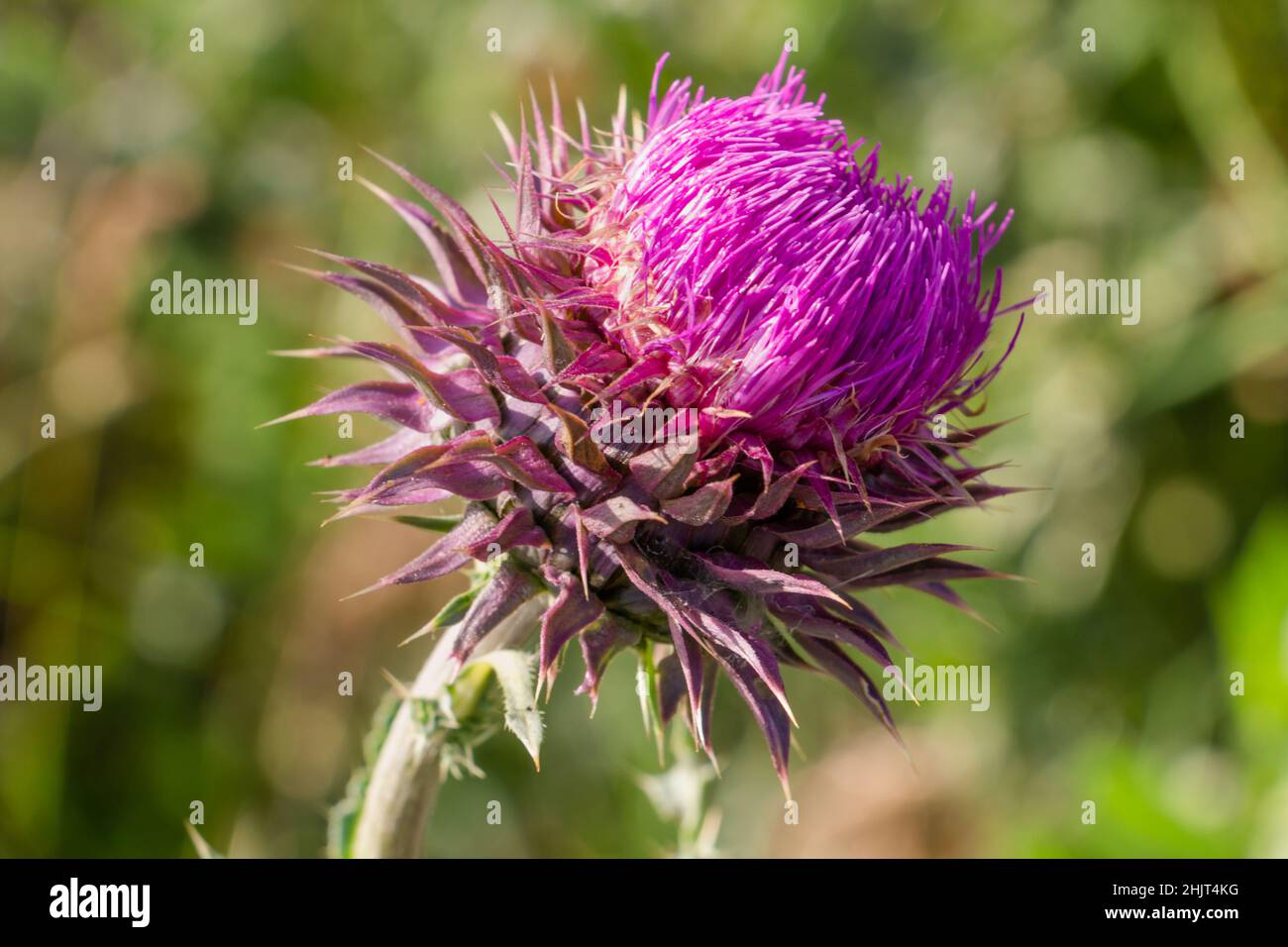 Rosa Blüten Distel, medizinische Blume aus nächster Nähe Stockfoto