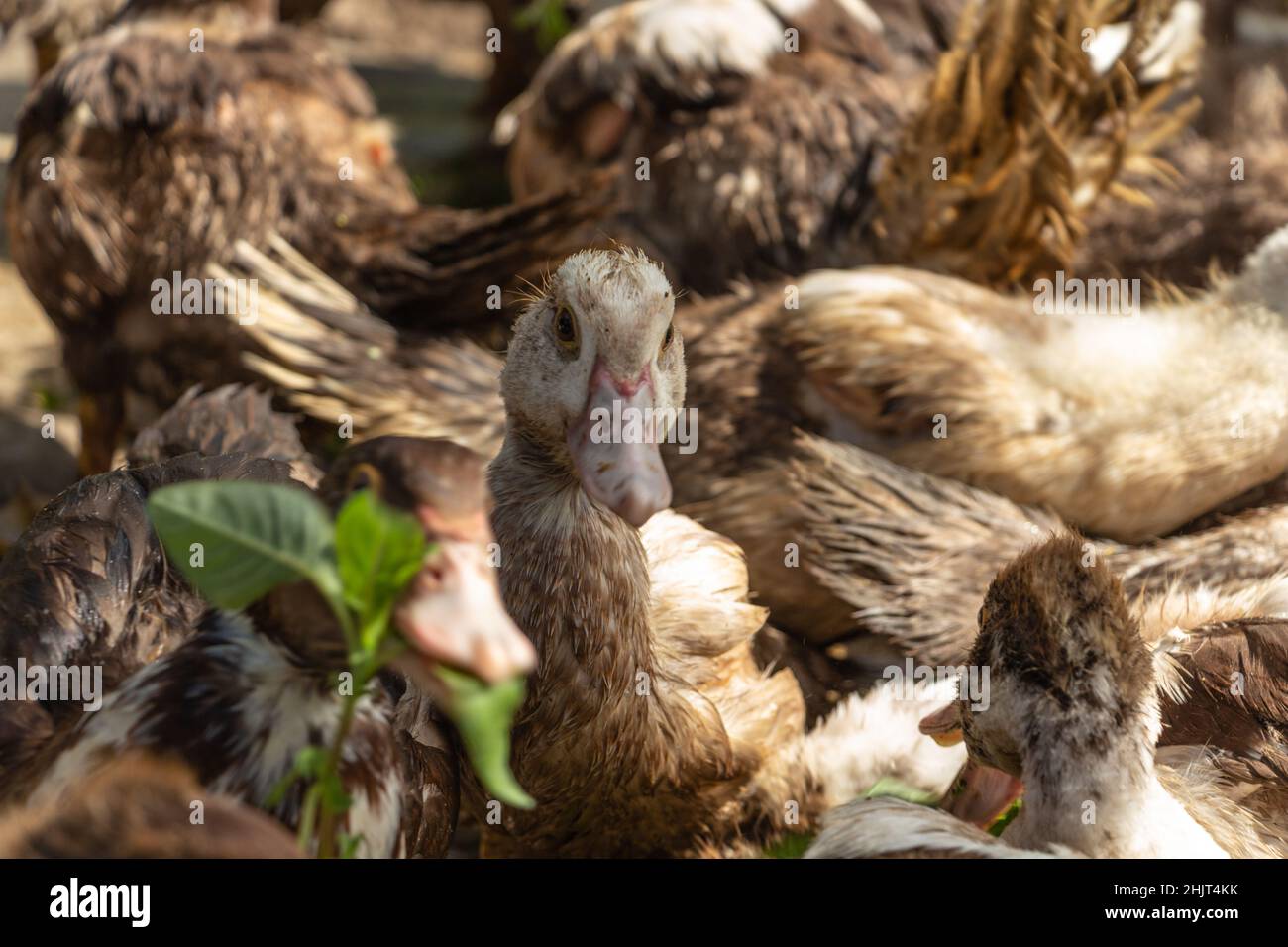 Braune moskauer Enten im Scheune, die Gras fressen Stockfoto