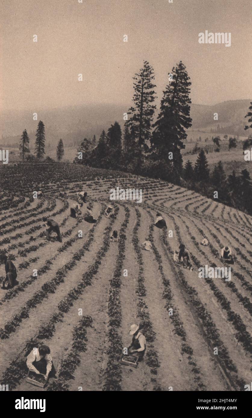 Oregon ist bekannt für seine Früchte. Dies ist eine Erdbeerernte im Hood River Valley, 70 Meilen östlich von Portland. Vereinigte Staaten (1923) Stockfoto