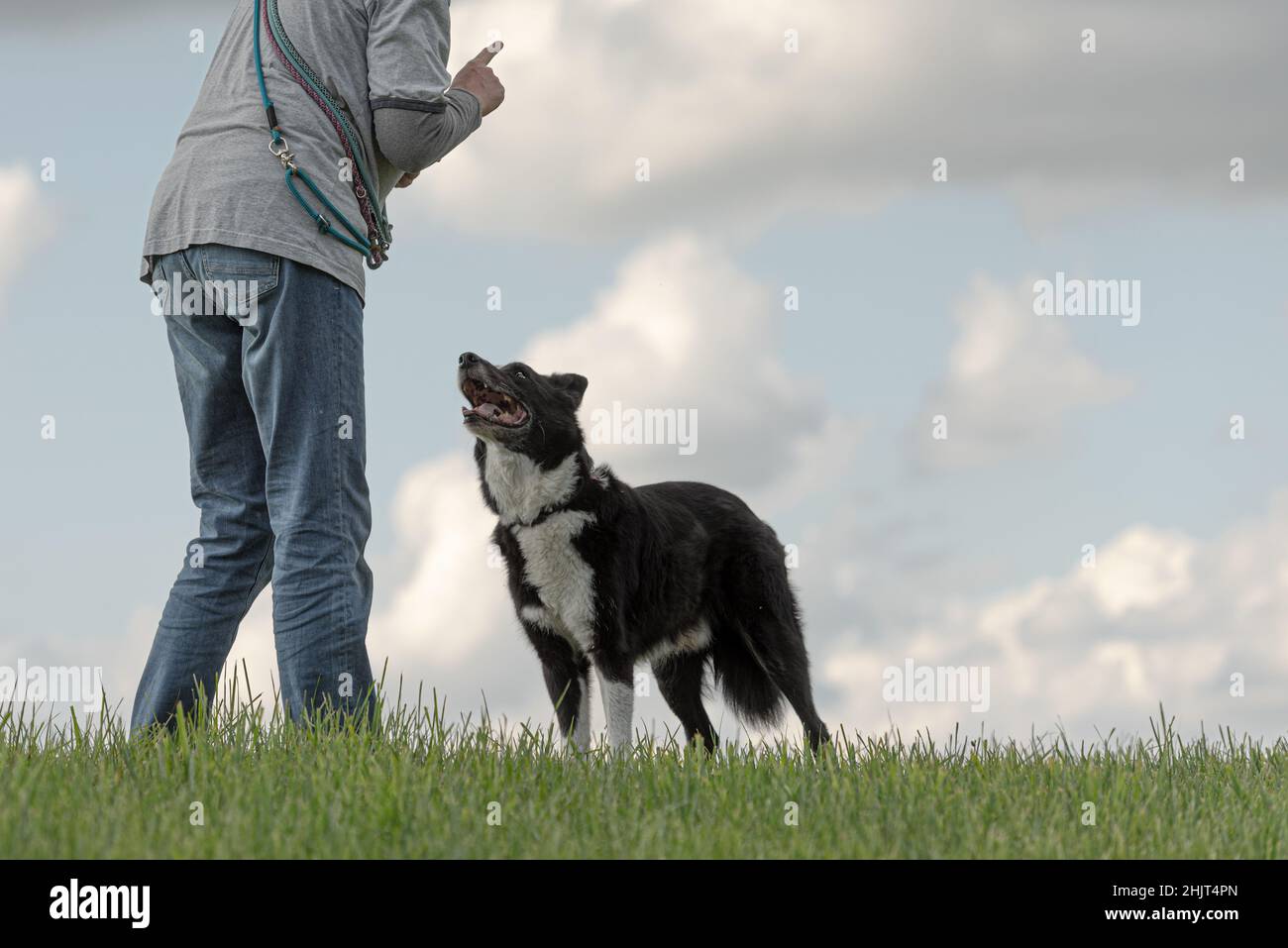 Der gehorsame Beauty Border Collie Hund wird von einem Trainer, der auch sein Besitzer ist, trainiert Stockfoto