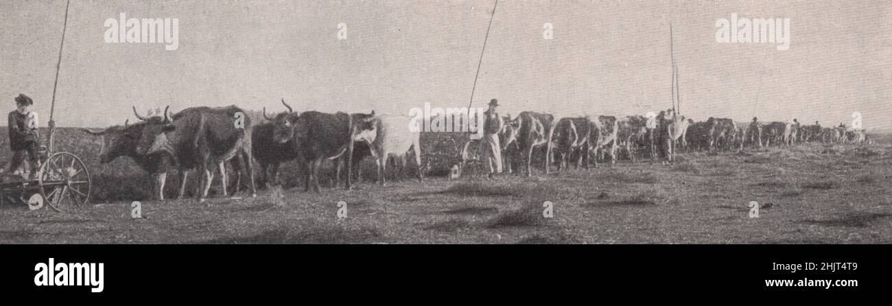 Zweiunddreißig Pflüge arbeiten zusammen, um die raue Oberfläche von Virgin Pampa zu drehen. Uruguay (1923) Stockfoto