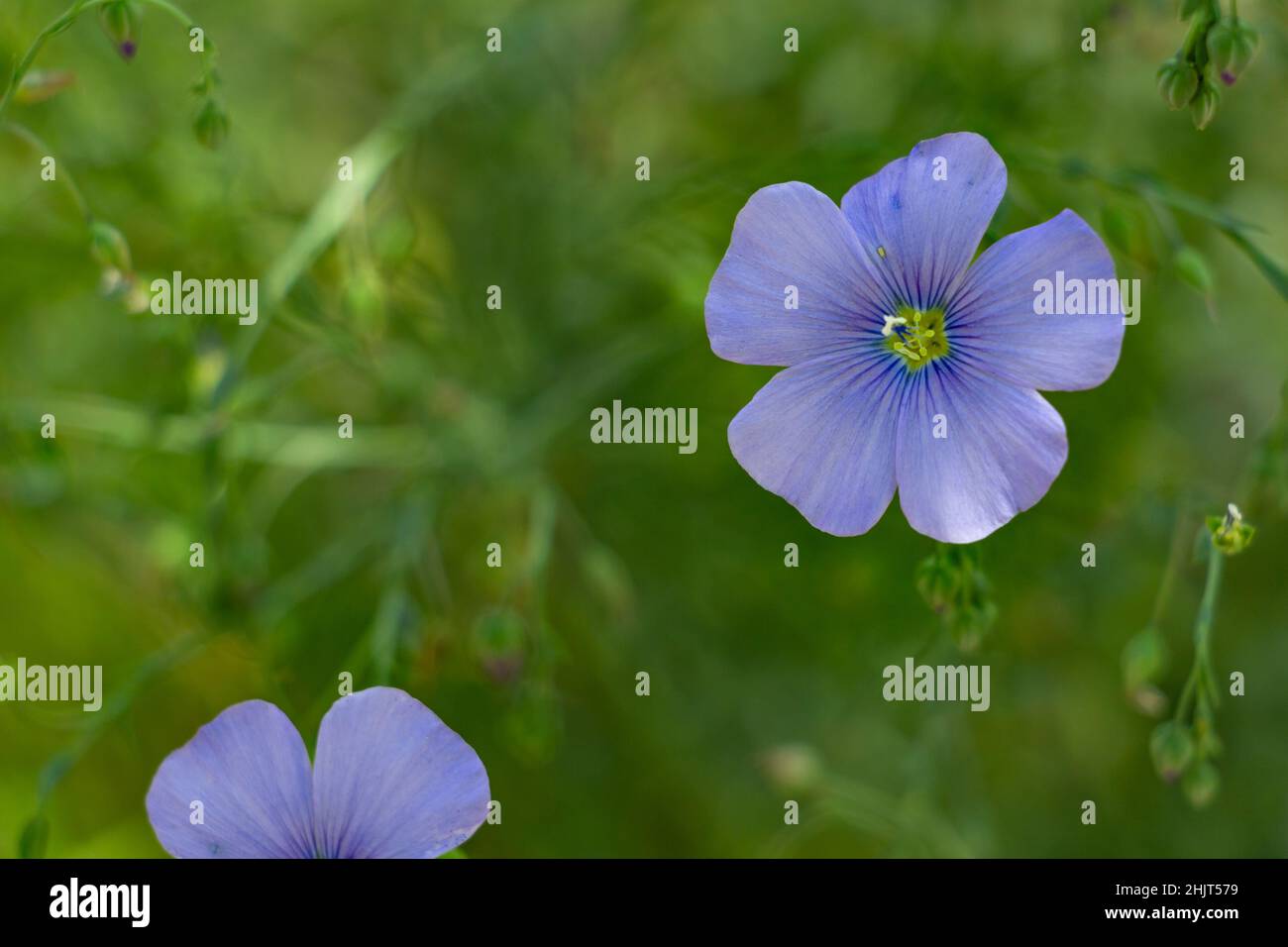 Flachsblumen auf einem Blumenbett aus der Nähe, blaue Blumen Stockfoto