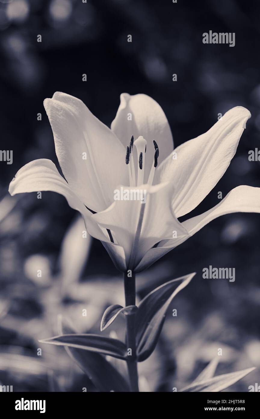 Eine blühende Lilie in schwarz und weiß Stockfoto