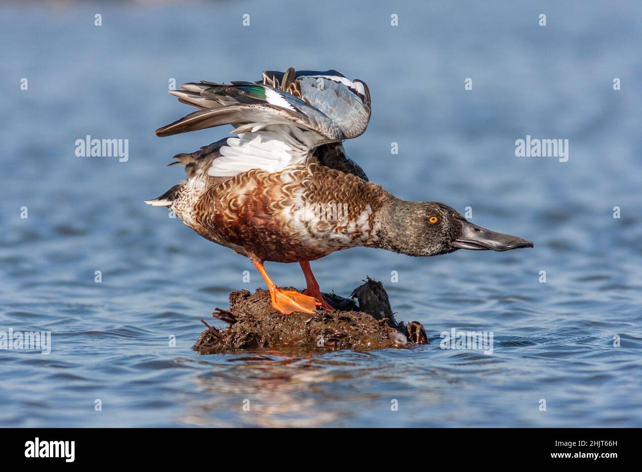 Nördlichen Löffelente; Spachtel clypeata Stockfoto