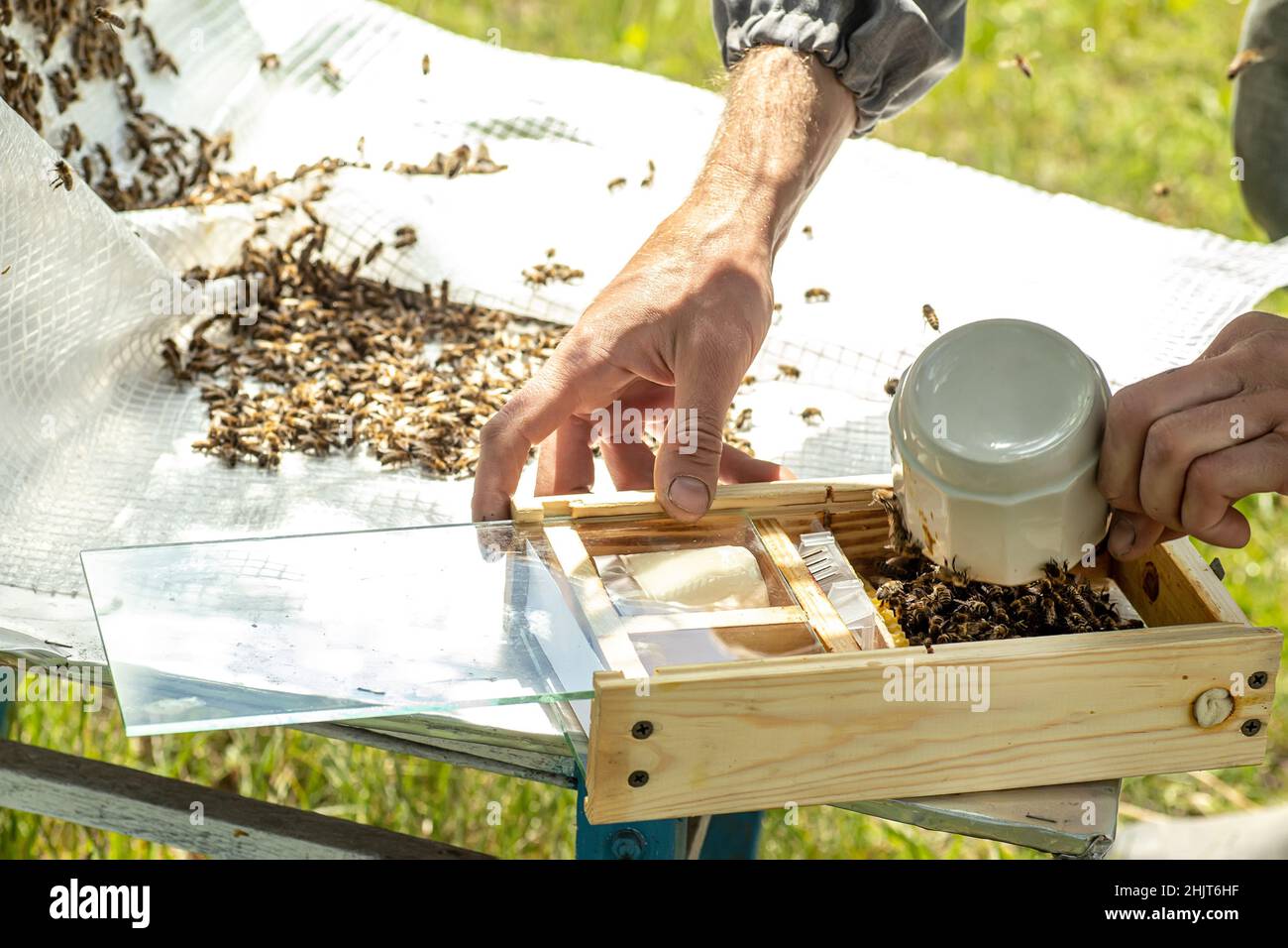 Imker hlt einen kleinen Nucleus mit einer jungen Bienenknigin. Zucht von  Bienenkniginnen. Bienenlcher mit Waben. Vorbereitung auf die knstliche  Befruchtung Stockfotografie - Alamy